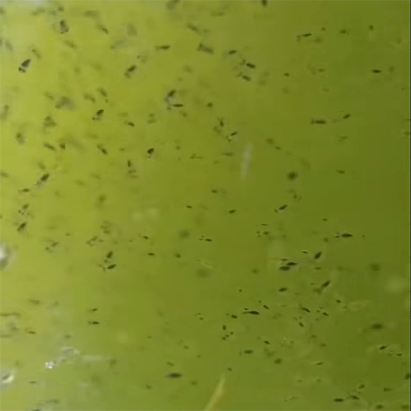 Cik daudz bioloģiskās barotnes uz galonu