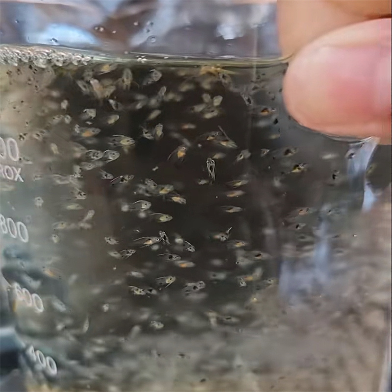 Cik daudz bioloģiskās barotnes uz galonu