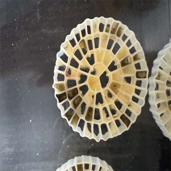 biofiltrācijas vide-2.jpg