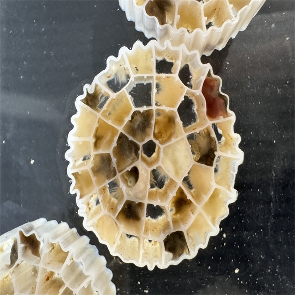Kustīgā slāņa bioplēves reaktors mbbr tehnoloģija-3.jpg
